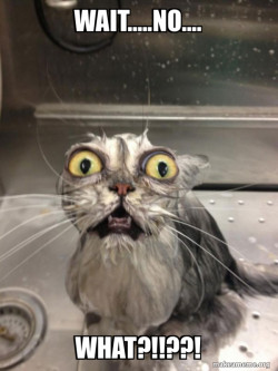 Cat bath