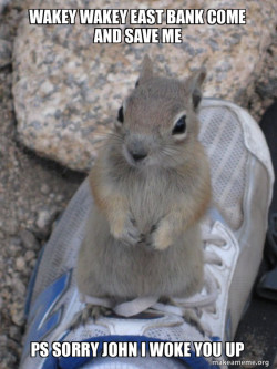 Standover Squirrel