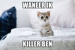 Cute Kitten