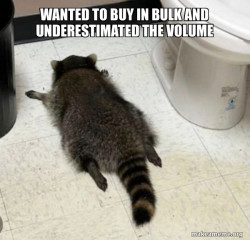 Drunk Raccoon