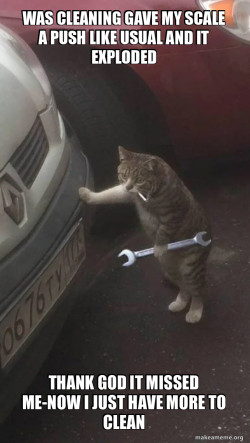 Mechanic Cat