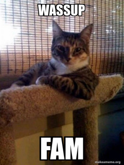 The Most Interesting Cat in the World