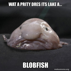 Blobfish