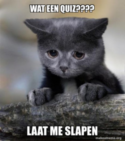 Confession Cat