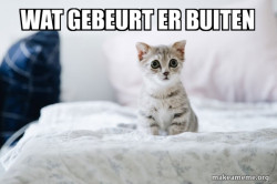 Cute Kitten