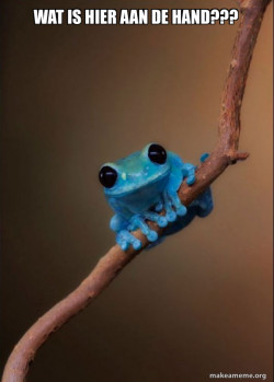 Small Fact Frog