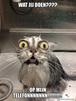 Cat bath