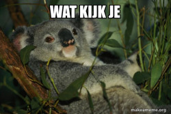 Laid Back Koala