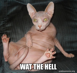 Hairless Cat