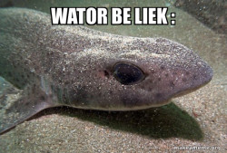 Dirty Joke Dogfish
