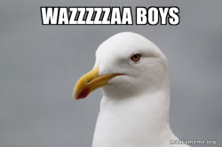 Stuff That Didn't Happen Seagull