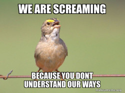 Common Opinion Sparrow
