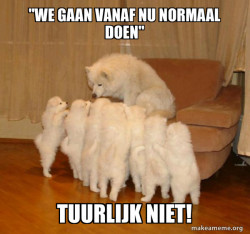 Storytelling Dog