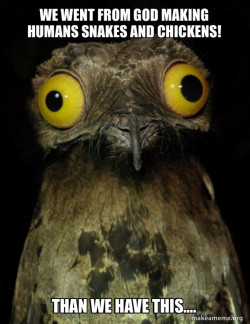 Weird Stuff I do Potoo