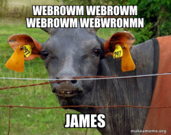 Hairless Cow