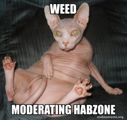 Hairless Cat