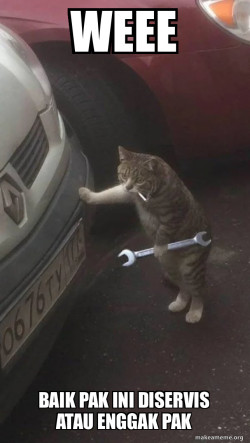 Kucing lagi service