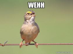 Common Opinion Sparrow