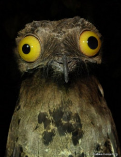 Weird Stuff I do Potoo