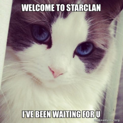 Ridiculously Photogenic Cat