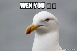 Stuff That Didn't Happen Seagull