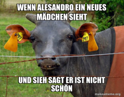 Hairless Cow