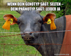 Hairless Cow