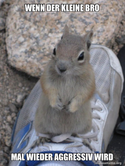 Standover Squirrel