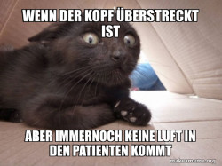 Schitzo Cat