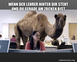 Hump Day Camel