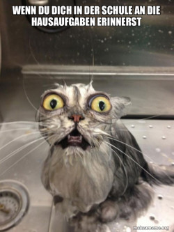 Cat bath