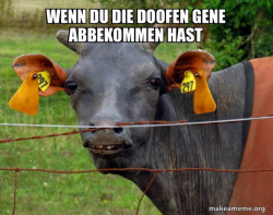 Hairless Cow