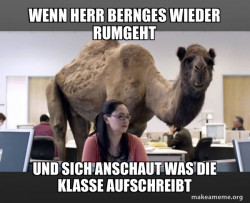 Hump Day Camel