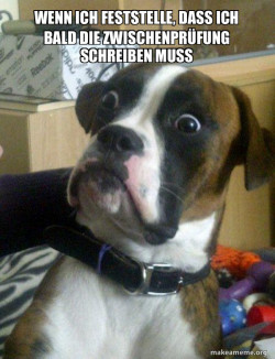 Skeptical Dog