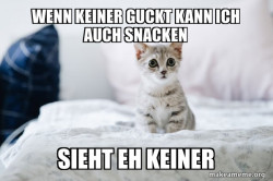 Cute Kitten