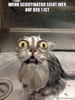 Cat bath