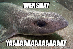 Dirty Joke Dogfish