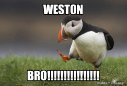 Unpopular Opinion Puffin