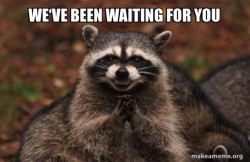 Evil Plotting Raccoon