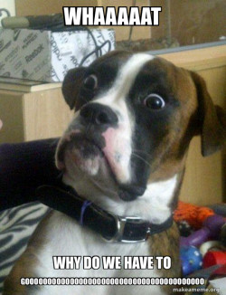 Skeptical Dog