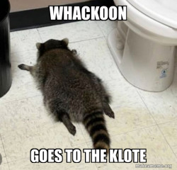 Drunk Raccoon