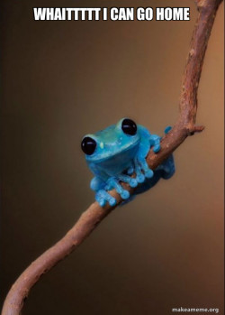 Small Fact Frog