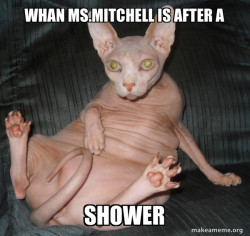 Hairless Cat
