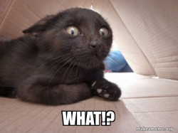 Schitzo Cat