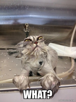 Cat Bath Returns