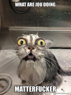 Cat bath