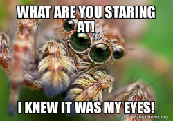 Hipster Spider