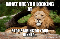 Contemplative Lion