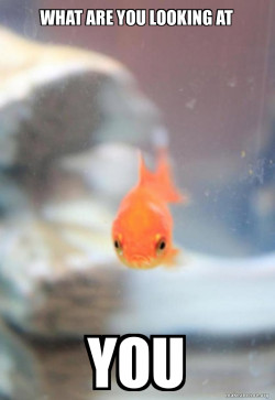 Grumpy Fish