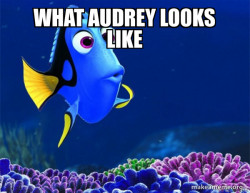 Dory from Nemo  (5 second memory)